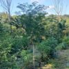 Semente Moringa - Image 5