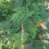 Semente Moringa - Image 2