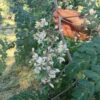 Semente Moringa - Image 4