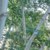 Semente Moringa - Image 3
