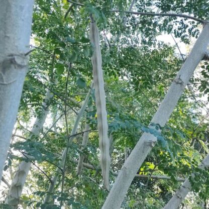 Semente Moringa - Image 3