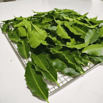 Chá de Espinheira-santa 100g - Image 2