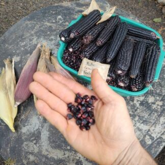 Semente milho preto crioulo